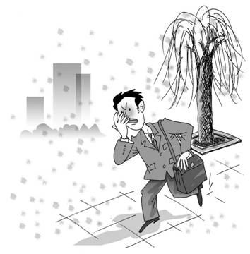 德众玉屏风:四五月柳絮飞扬,过敏者需严加防范