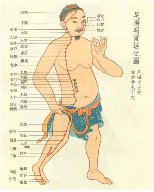 十二时辰和人体经络走向示意图3 <wbr> <wbr> <wbr> <wbr>足阳明胃经 <wbr>辰时（7点到9点）