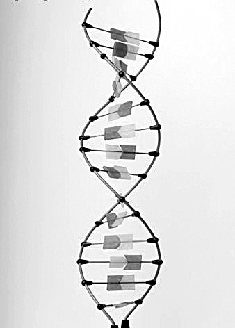 人口生物学规律_人口普查